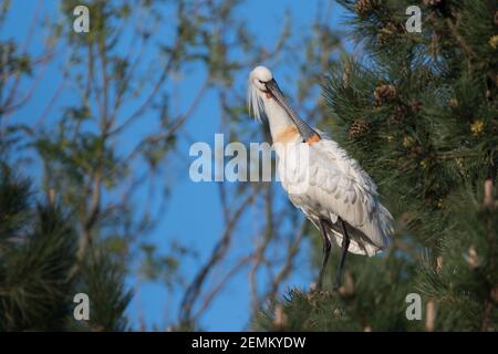 Eurasian spoonbill (Platalea leucorodia) cleans its feathers. Photographed in the Netherlands. Stock Photo