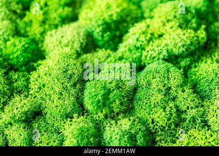 decorative beautiful background of green moss close-up Stock Photo