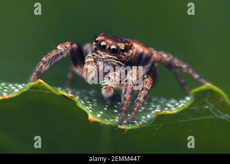 Evarcha falcata Jumping Spider sitting on birch leaf. Tipperary, Ireland Stock Photo