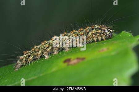 Red Necked Footman moth caterpillar (Atolmis rubricollis) at rest on beech leaf. Tipperary, Ireland Stock Photo