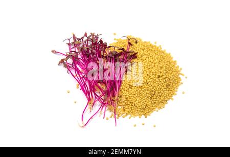 Microgreens amaranth isolate on a white background. Selective focus. Food. Stock Photo