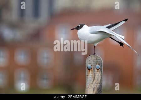 Close up of a Black Headed Gull perched on a post on one leg Stock Photo
