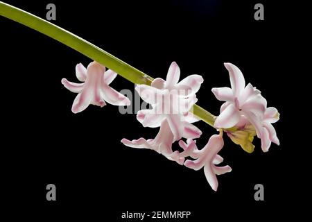 This macro image of a Hyacinthus plant is well know for its colourful flowers, often displayed as a house plant due to the emission of a nice smell Stock Photo