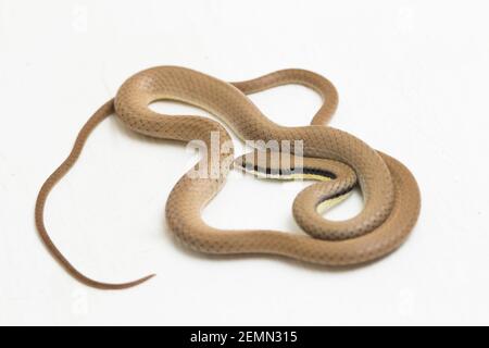 Malayan Ringneck Snake liopeltis tricolor isolated on white background Stock Photo