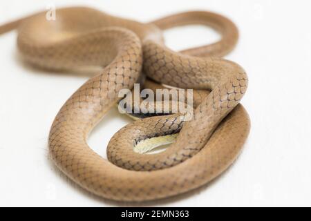 Malayan Ringneck Snake liopeltis tricolor isolated on white background Stock Photo