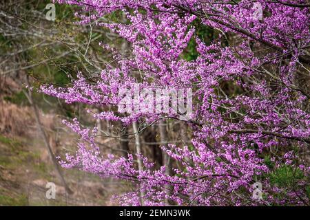 Eastern Redbud Tree, Cercis Canadensis, native to eastern North America shown here in full bloom in south central Kentucky. Shallow depth of field. Stock Photo