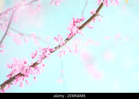 Abstract spring backdrop of beautiful Eastern Redbud Tree blossoms against soft peaceful blue sky. Selective focus with extreme blurred background. Stock Photo