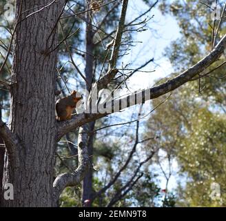 A backlit squirrel sits on a tree limb resting his back against the trunk as it eats a bit of food. Stock Photo