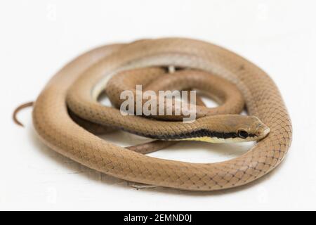 Malayan Ringneck Snake liopeltis tricolor isolated on white background Stock Photo