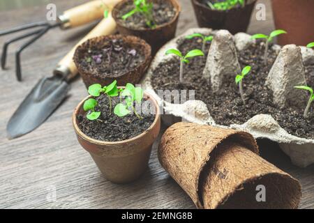 Basil, watercress, tomato seedlings in ecological organic pots and gardening tools on the table, home gardening and growing your own food at home Stock Photo