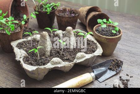 Tomato, basil, watercress and parsley seedlings in reused egg boxes, coconut and ceramic pots, home gardening and connecting with nature concept Stock Photo