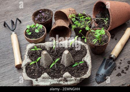 Tomato, basil, watercress and parsley seedlings in used egg boxes, coconut and ceramic pots and gardening tools on the table, home gardening and conne Stock Photo