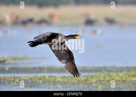 Great Cormorant Bird Is Flying Over The Lake Stock Photo