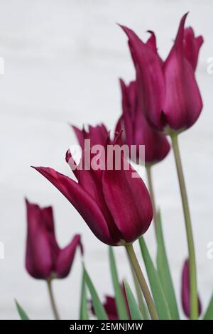 Tulipa 'Purple Dream' flower. Stock Photo
