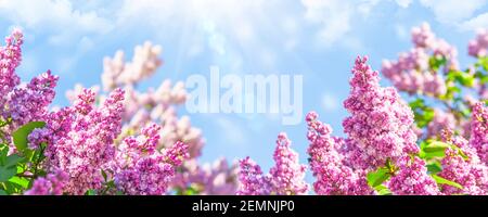 Banner with blooming pink lilac beautiful soft sky clouds background and glare of bright rays spring sun. Ultra wide format, expressive artistic image Stock Photo
