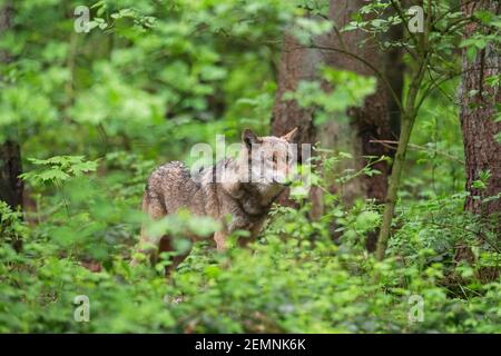 Solitary Eurasian wolf / European gray wolf / grey wolf (Canis lupus) hunting in undergrowth / thicket in forest Stock Photo