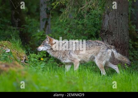 Solitary Eurasian wolf / European gray wolf / grey wolf (Canis lupus) foraging in meadow at pine forest's edge