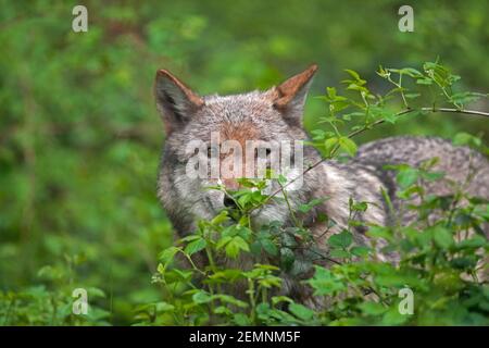 Solitary Eurasian wolf / European gray wolf / grey wolf (Canis lupus) stalking prey in undergrowth / thicket in forest