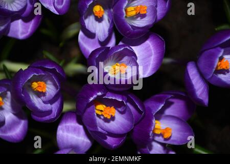 Close up of crocus flower heads showing stamen. Stock Photo