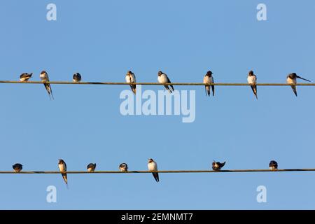 Barn swallows (Hirundo rustica) congregating in huge flock, sitting on power lines / electrical wire before migrating Stock Photo