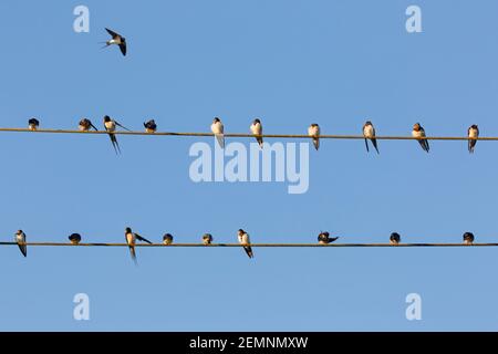 Barn swallows (Hirundo rustica) congregating in huge flock, sitting on power lines / electrical wire before migrating Stock Photo