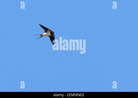 Barn swallow (Hirundo rustica) in flight against blue sky Stock Photo