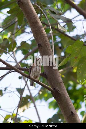 Cuban Pygmy-Owl, Glaucidium siju, single adult perched in tree, Cuba Stock Photo
