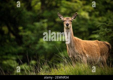 A female Red Deer standing in the rain Stock Photo
