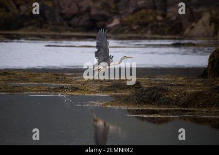 A Grey Heron flying on the seashore Stock Photo