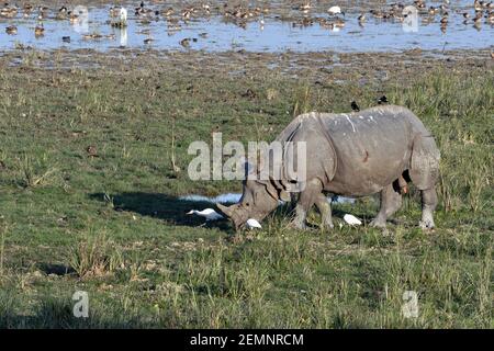 Male Greater One Horned Rhino Accompanied By Three Cattle Egrets On The Ground And Tow Jungle Maynas On His Back Is Grzing In The Field Stock Photo