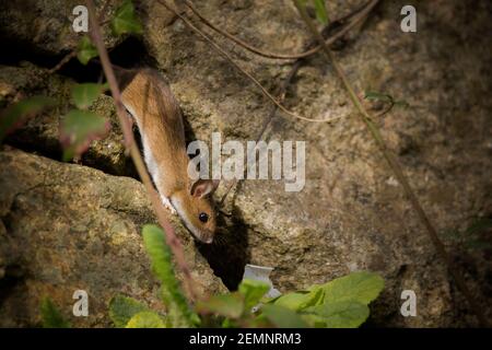 A Wood Mouse squeezing between rocks Stock Photo