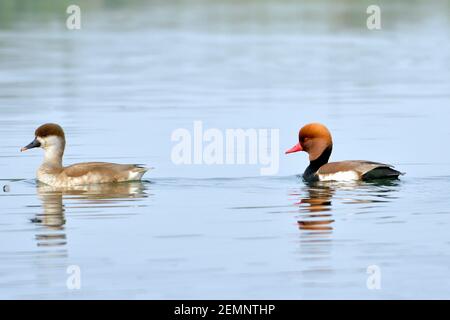 Red Crested Pochard Birds Are Swimming In The Water Stock Photo
