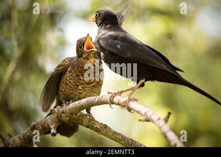 A blackbird feeding its young on a branch Stock Photo