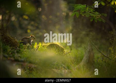A grey squirrel sat on a log in woodland Stock Photo
