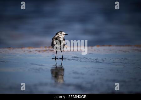 A Pied Wagtail bird stood in a puddle Stock Photo