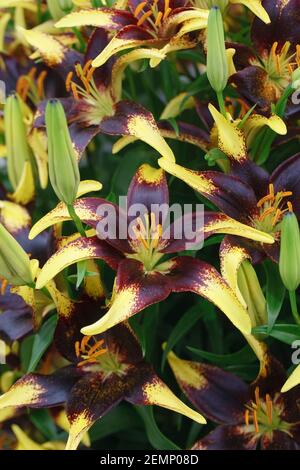 Lilium 'Lion Heart' flowers in Spring. Stock Photo