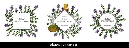 Set of hand drawn thyme frames. Vector illustration isolated on white. Botanical herbal plant in vintage colored sketch style. Thymus vulgaris. Stock Vector