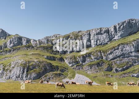 Cute domestic cows pasturing in lush sloping meadow in summer on sunny day in highlands at Lagos de Saliencia- Asturias- Spain Stock Photo
