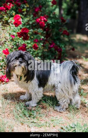 Lhasa Apso Dog Needs Grooming with Scruffy Fur by Garden Flowers Stock Photo