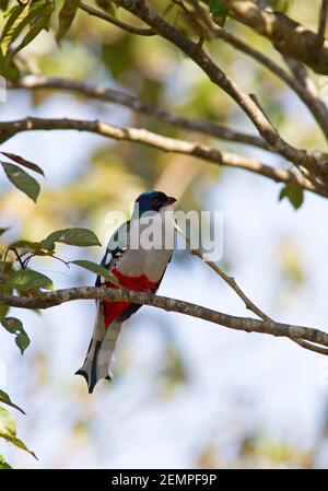 Cuban Trogon, Priotelus temnurus, single adult perched in tree, Cuba Stock Photo