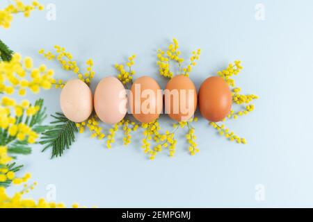 Eggs on blue background with yellow flowers on blue background. Copy space. Stock Photo