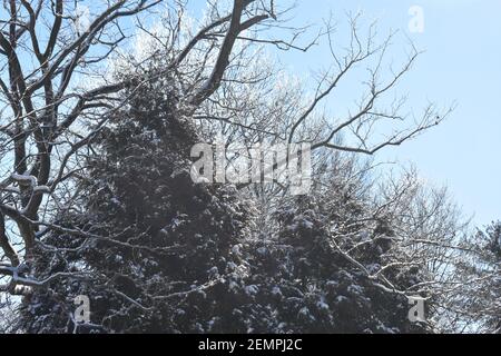 Tree branches encased in ice after a snowfall and a cold sunny morning turning melting snow to ice. -03 Stock Photo