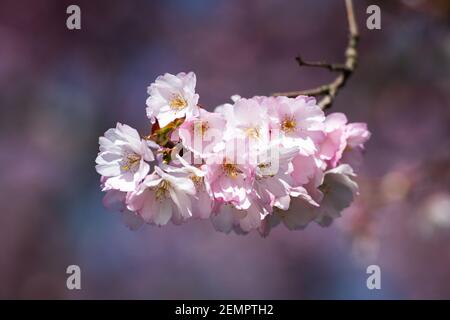 Bunch of cherry blossom suspended in the Spring sunshine Stock Photo