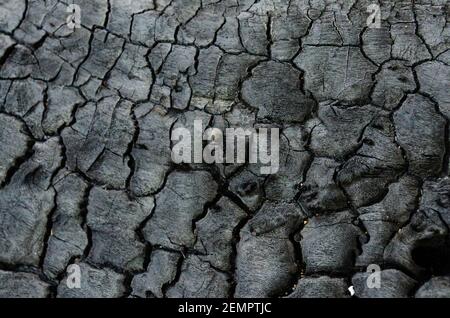 Black texture of an old burnt wood texture with black ant. Coal texture. Natural background insect. Stock Photo