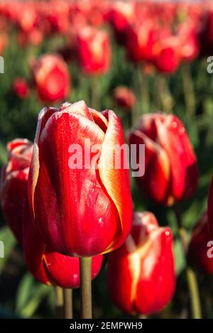 Closeup of red and white tulip in commercial field in the Skagit valley of Western Washington Sttate Stock Photo