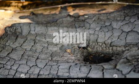 Wood ant peering from hole in wood. Carpenter aka Wood ant. Black ant on burnt wood Stock Photo