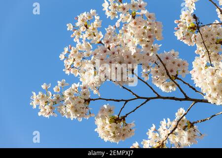Branch of Yoshino Cherry Blossom against blue springtime sky Stock Photo