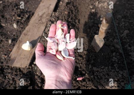 Planting garlic cloves, variant Germidour on an allotment garden in February 2021 UK Stock Photo