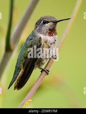 Hummingbird stands on diagonal stalk of a crocosmia plant in summer in the Snoqualmie valley of Western Washington State Stock Photo