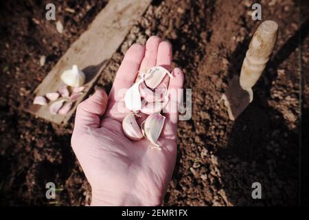 Planting garlic cloves, variant Germidour on an allotment garden in February 2021 UK Stock Photo